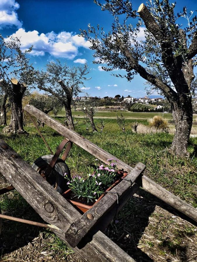 The Olive Grove In Tuscany Toiano Экстерьер фото